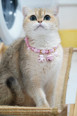Obraz premium Fluffy cat with pink collar adorned with charms, sitting gracefully on woven surface. cat large, expressive eyes and soft fur create adorable and charming appearance