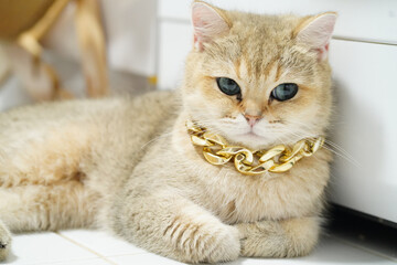 Obraz premium Luxurious cat with golden chain necklace lounging comfortably on tiled floor, showcasing its unique fur and striking blue eyes. scene exudes sense of elegance and charm