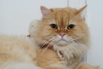 Obraz premium Fluffy orange cat with striking yellow eyes resting comfortably against white background, showcasing its soft fur and calm demeanor