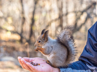 Obraz premium A squirrel in the spring or autumn eats nuts from a human hand. Eurasian red squirrel, Sciurus vulgaris