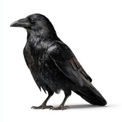 Fototapeta premium Isolated raven on a seamless white background with crisp feather texture
