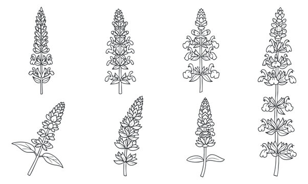 A set of lupin flowers in detailed line art vector style, ideal for botanical illustrations and nature-themed designs