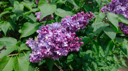 Obraz premium Lilac flowers on the bushes.