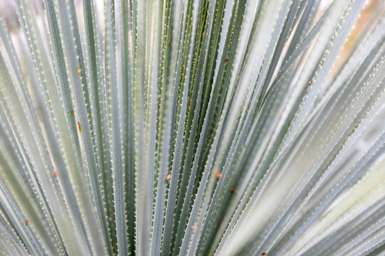 Dasylirion acrotrichum, known as brush-tipped sotol or sotol verde, 