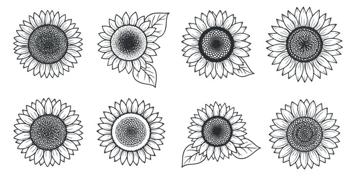 A collection of eight black and white outline sunflowers in a minimalist vector style, perfect for botanical illustrations and floral designs