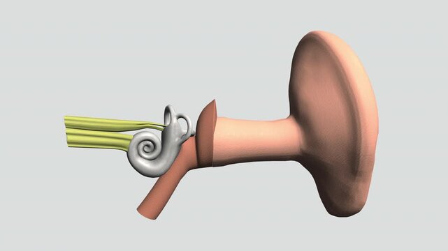 3D animation of human ear anatomy