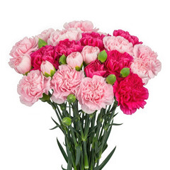Obraz premium Vibrant bouquet of pink and red carnations