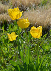 Tulpen bl&uuml;hen gelb im Park