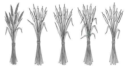 Fototapeta premium A collection of wheat and bulrush plants in detailed outline vector style, suitable for agricultural and botanical designs