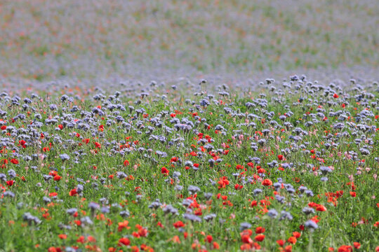 prairie de fleurs rouges et violettes au printemps, fond nature color&eacute; printanier