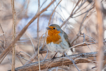 Cute bird the European Robin, Erithacus rubecula. sitting on the tree branch in winter.