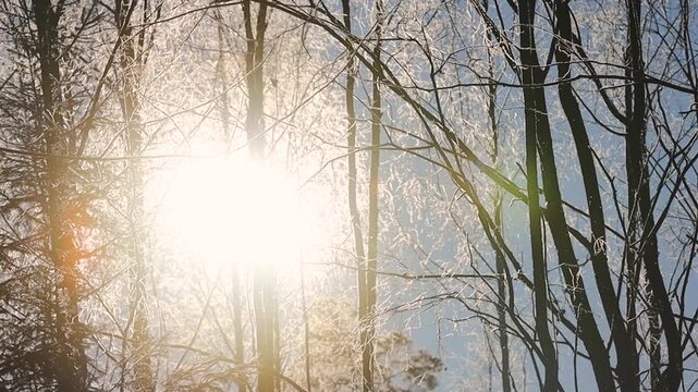 Bright winter sun shines through frost-covered tree branches in a quiet forest, creating sparkling ice textures, soft lens flare, and a calm seasonal atmosphere.