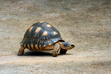 Fototapeta premium Mauritius, Rivière-des-Anguilles, La Vanille Nature Park - 16 April 2022 - The Natural Elegance of the Radiated tortoise