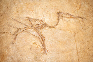 Ancient rock art depicting a bird fossil etched into a stone surface, showcasing intricate details of the creature's skeletal structure and surrounding textures © Кирилл Горшков