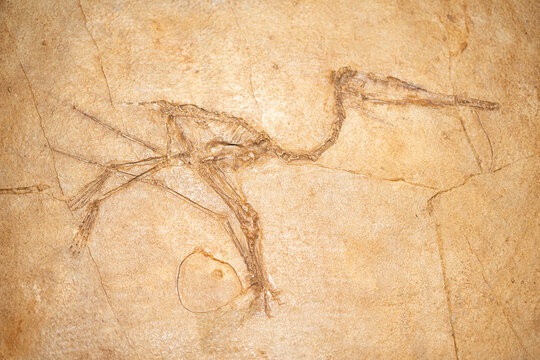 Ancient rock art depicting a bird fossil etched into a stone surface, showcasing intricate details of the creature's skeletal structure and surrounding textures