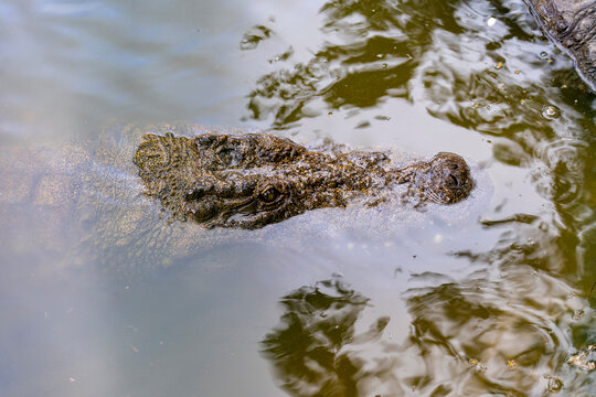 Mauritius, Rivi&egrave;re-des-Anguilles, La Vanille Nature Park - 16 April 2022 -A menacing Nilotic Crocodile peers into the forest from beneath the water's surface