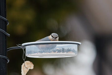 Ptak kowalik zimą w karmniku dokarmiana przez człowieka w sezonie zimowym. © boguslavus