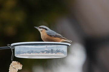 Modraszka zimą w karmniku dokarmiana przez człowieka w sezonie zimowym.  © boguslavus