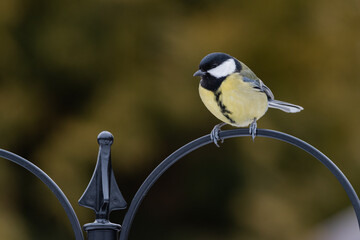 Sikorka bogatka zimą w karmniku dokarmiana przez człowieka w sezonie zimowym. © boguslavus