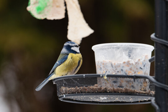 Modraszka zimą w karmniku dokarmiana przez człowieka w sezonie zimowym.