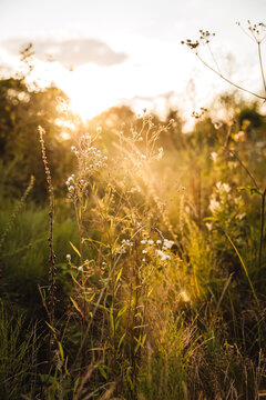 Wild meadow flowers and grasses glowing in golden sunset light