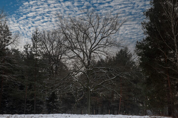 Duży dorodny dąb na tle sosnowego lasu. Jest zima, na gałęziach dęba nie ma liści. Ziemię pokrywa warstwa białego śniegu. © boguslavus