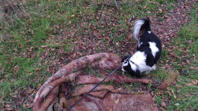 Black and white spaniel on a leash curiously investigating and then rolling on a piece of animal hide discarded in a grassy area, displaying instinctive canine behavior outdoors