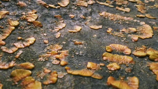 Fungal Infection Seamless Loop