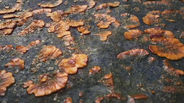 Animated Fungus On Rock Surface