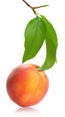 stonefruit. A single fresh peach with a green leaf, presented on a clean white background in a minimalist style. menu design.
sewing.