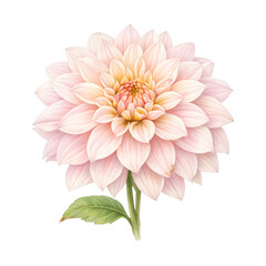 Obraz premium PNG Elegant pink dahlia illustration