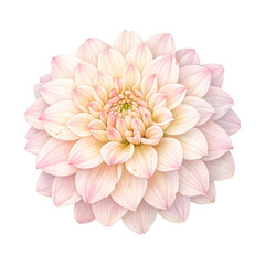 Fototapeta premium PNG Delicate pastel dahlia bloom