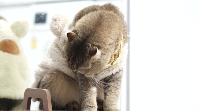 Fluffy domestic cat in cozy sweater gazes down with curiosity, showcasing adorable fur pattern and gentle demeanor, creating warm and inviting atmosphere for all pet lovers