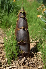 竹の子 春の食材