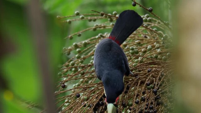 Red-breasted Toucan eating palm fruits