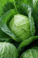 Fototapeta premium Close-up of fresh green cabbage with textured leaves in garden