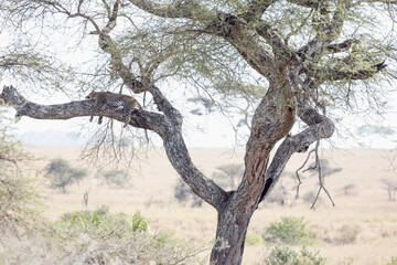 Fototapeta premium A leopard sleeping on the big branch of a tree in Serengeti national park.
