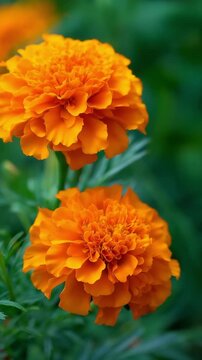orange flower in the garden,marigolds, backgrounds