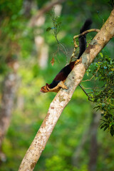 Fototapeta premium Indian giant squirrel or Malabar giant squirrel