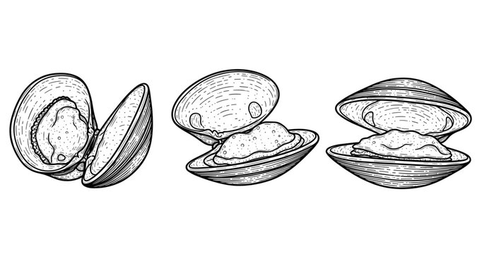 Hand-drawn clamshell set - black and white vintage illustration of open clams