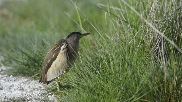 A Little Bittern (Ixobrychus minutus) camouflaged at the edge of the reeds, waiting for its prey.
