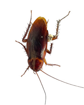 Detailed macro photograph of a reddish-brown cockroach isolated on a solid dark field