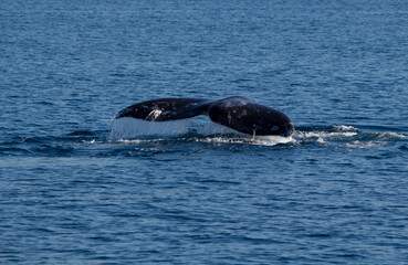 humpback whale tail