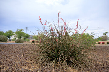 Arizona Desert Native Red Yucca