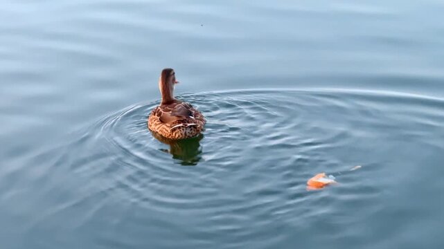 Duck swims on water with ripples near floating object. A duck swims on calm water as it creates ripples in the surface. An object floats nearby, adding interest to the scene.