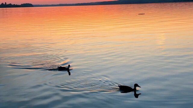 Ducks swim across a lake during sunset in a calm evening setting. Two ducks glide over the water as the sun sets, creating reflections on the lake surface.