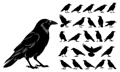 Obraz premium Black crow silhouette collection featuring flying and standing bird poses isolated on white background for wildlife illustration and graphic design use
