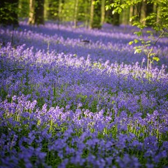 Obraz premium Dense carpet of vibrant violet bluebell flowers covering the tranquil forest floor on a sunny spring day. The delicate purple haze, sunlight, bloom, dense