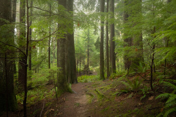 Fototapeta premium Misty PNW path in the forest
