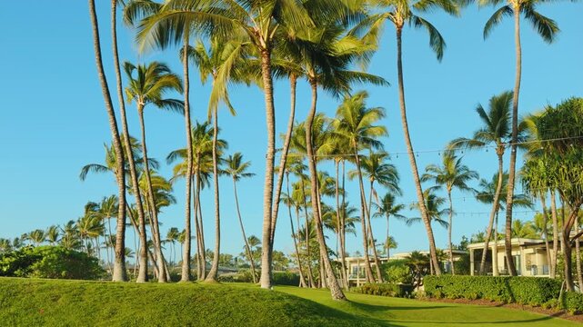 The coconut (Cocos nucifera) is a member of the palm family (Arecaceae). Wailea Beach Paths, South Maui, Hawaii. Andaz Maui at Wailea Resort